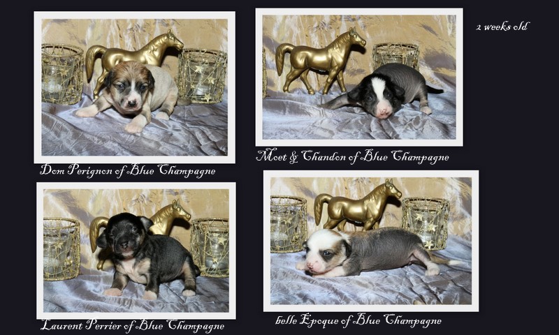 French Champagne Litter